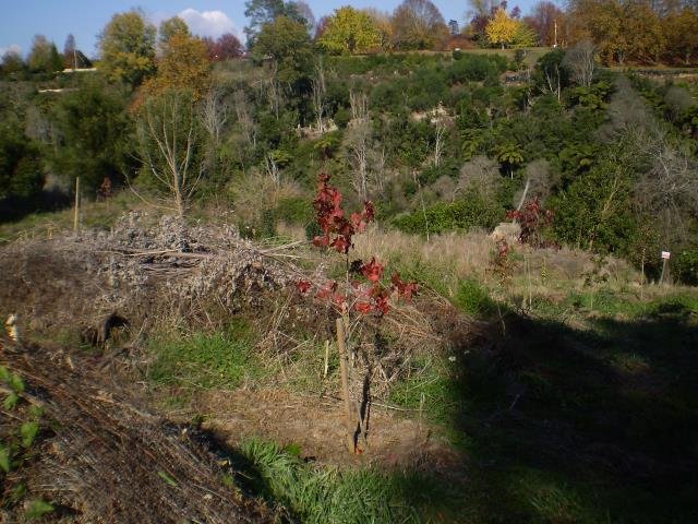 LSP- the beginning, 2008-11 Cambridge Tree Trust